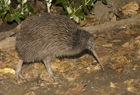 Kiwi North Island Brown ID 102065.jpg